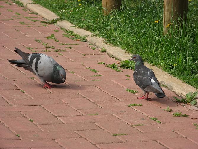 Avifauna humor